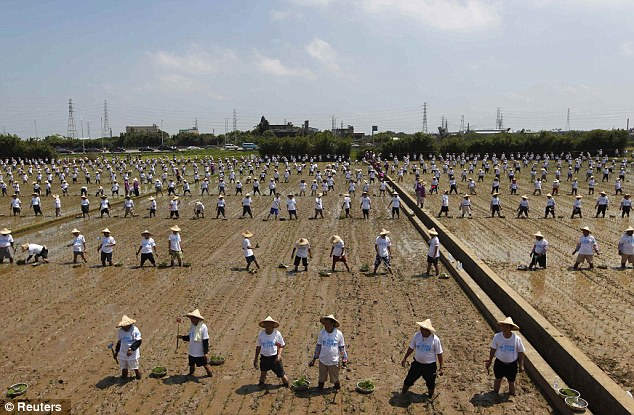 Самая массовая посадка риса