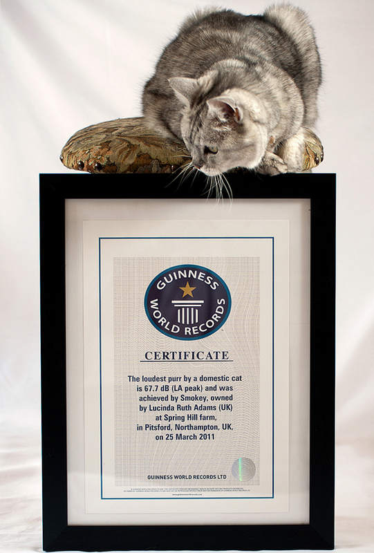 Самое громкое мурлыканье: Смоки