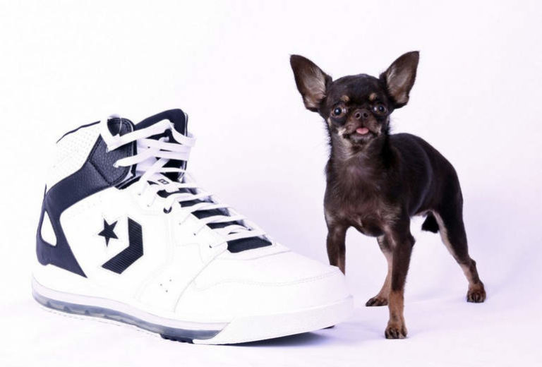 Самая маленькая собака