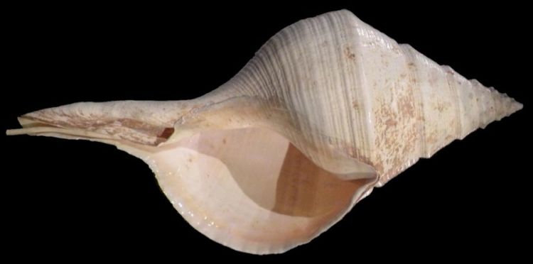 Самая большая улитка, живущая в воде: Syrinx aruanus