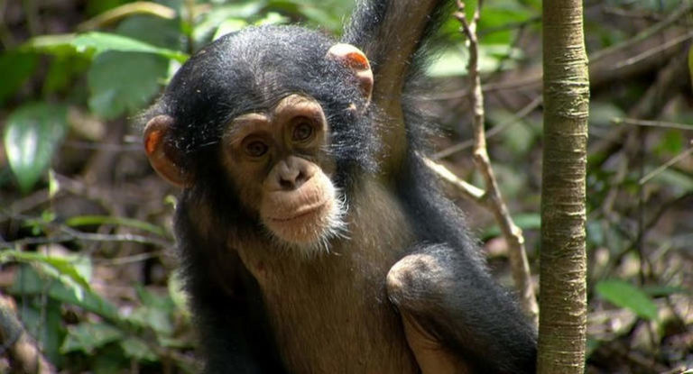 Самый долгоживущий примат: шимпанзе Гамма