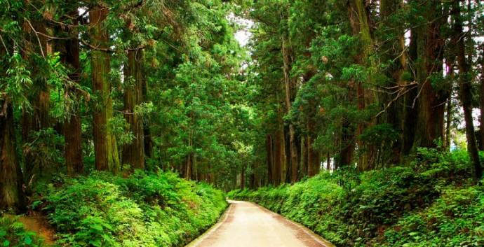 Самая длинная аллея деревьев: Cedar Avenue