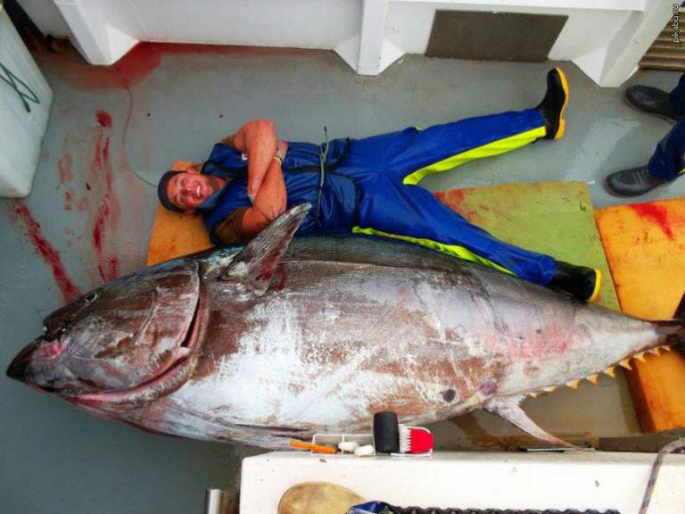 Самый большой тунец: 411,6 кг