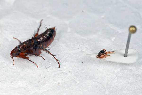 Самая большая блоха: Hystrichopsylla schefferi