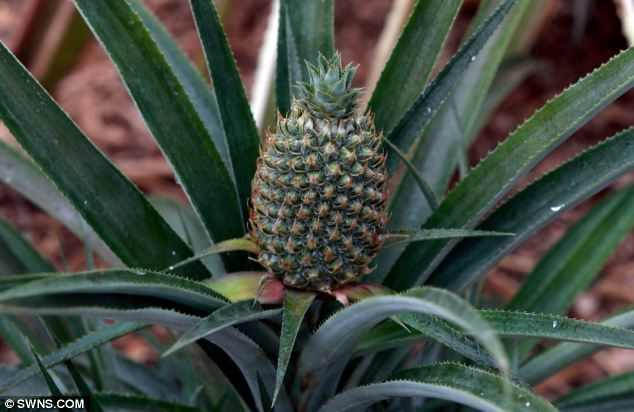 Самый дорогой ананас