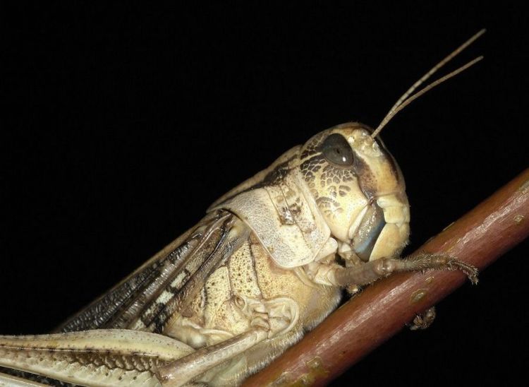 Самое разрушительное насекомое