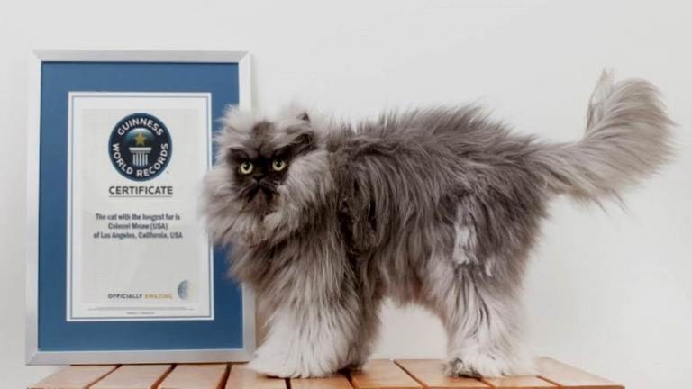 Самый длинношерстный кот в мире