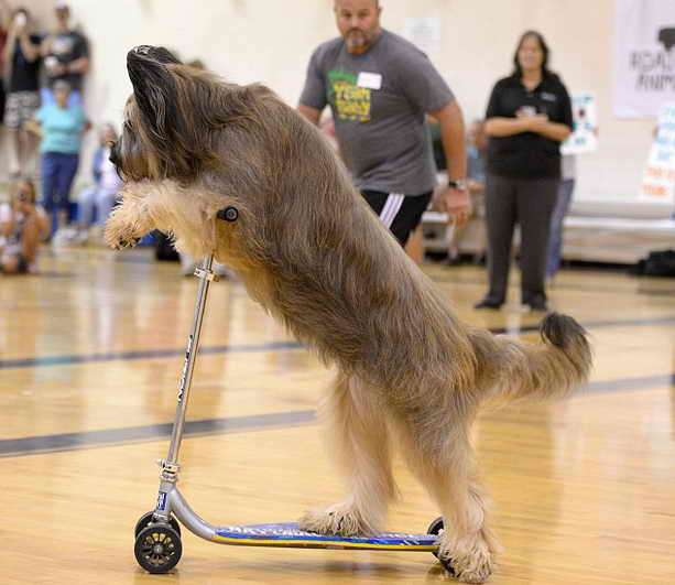 Пес Норманн установил рекорд самой быстрой собаки-скутериста
