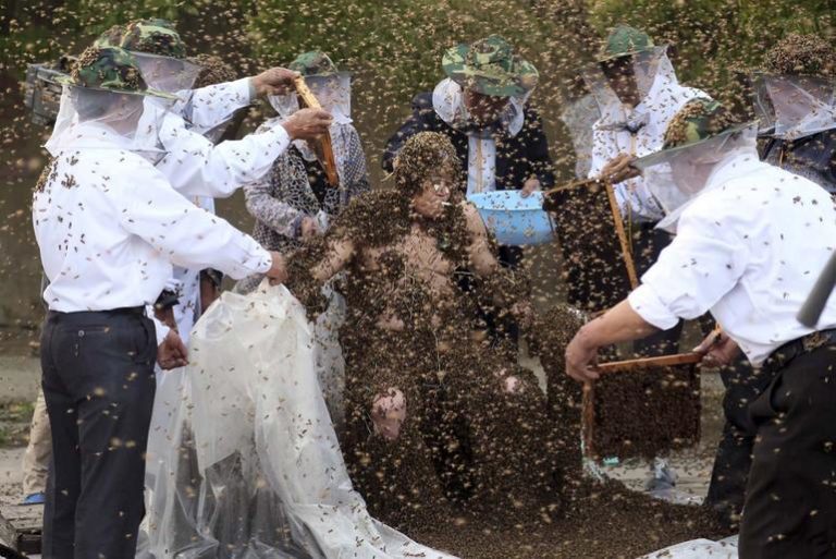 В Китае побили рекорд количества пчел на человеке