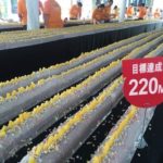 Рулет рекордной длинны: тайванский рекорд Рулет рекордной длинны: тайванский рекорд