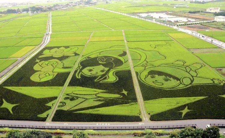 Рекордно большая мозаика на рисовом поле