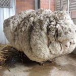 Самое большое количество шерсти, полученное с одной овцы Самое большое количество шерсти, полученное с одной овцы