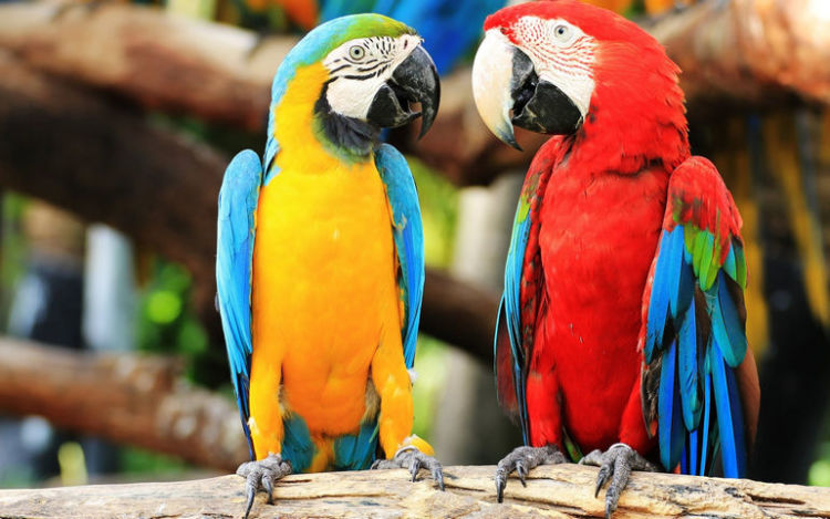 Самые крупная порода попугаев: Ара