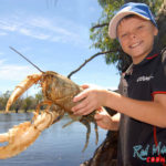 Самый крупный вид раков: Astacopsis gouldi