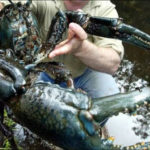 Самый крупный вид раков: Astacopsis gouldi