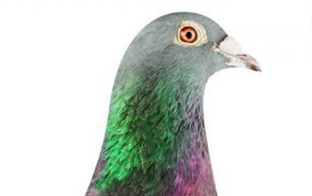 Самый дорогой голубь, проданный на аукциона