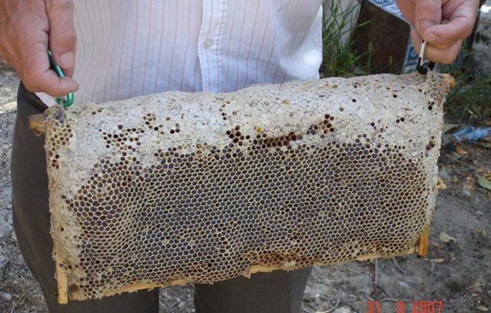 Самые большие пчелиные соты