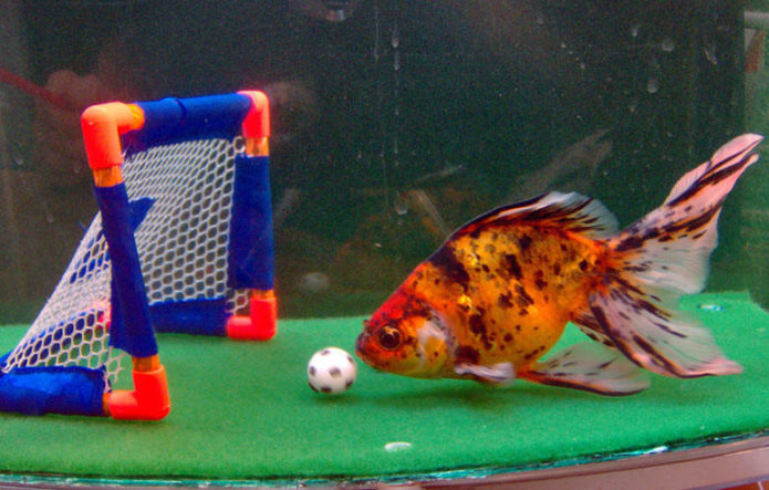 Что умеет самая тренированная рыба — Альберт Эйнштейн