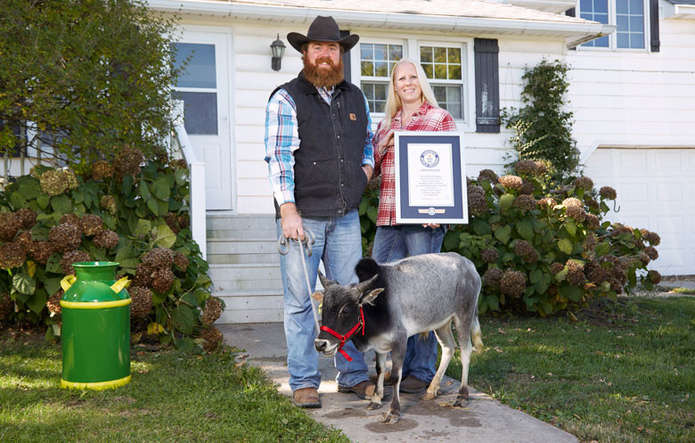 Самый маленький бык Хамфри