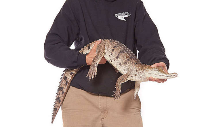 Самый быстрый крокодил