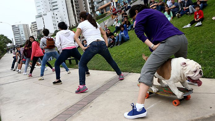 Самый длинный человеческий туннель, пройденный собакой на скейтборде