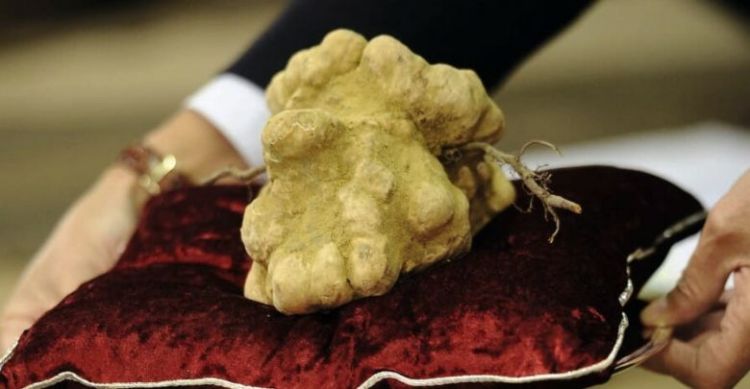 Самый дорогой гриб