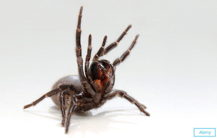 Самый ядовитый паук