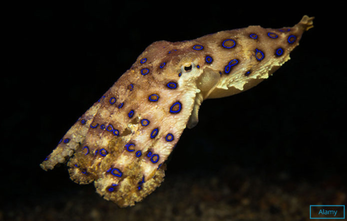 Сколько людей может убить самый ядовитый головоногий