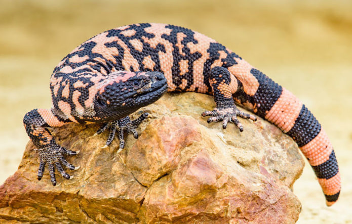 Самая опасная ящерица