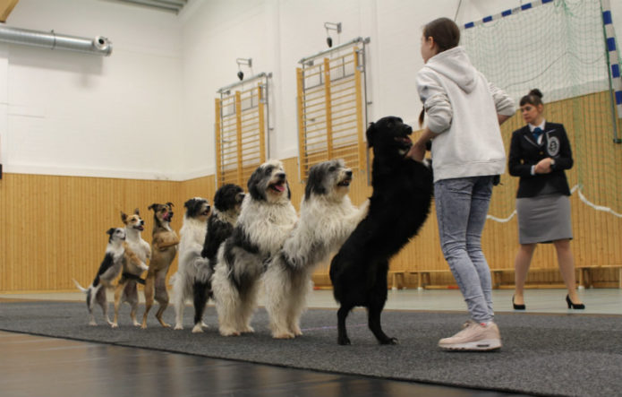 Самое большое количество собак в линии конга