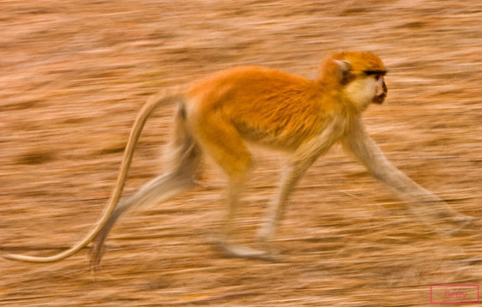 Самая быстрая обезьяна