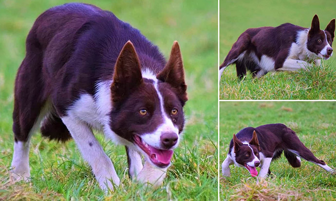 Самая дорогая овчарка