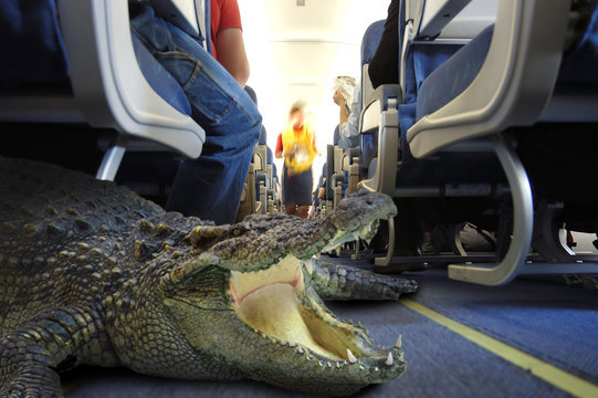 Авария Let L-410 Turbolet 25 августа 2010 года - первая авиакатастрофа, вызванная крокодилом